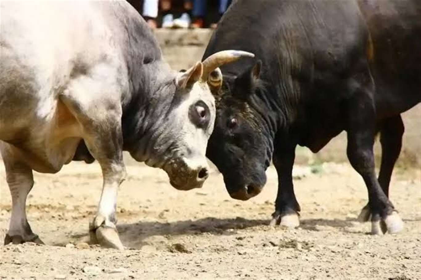    Muğla'da boğa güreşlerine karşı kampanya haberi